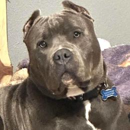 Boy-Tod - Blue American Bully puppy in Conroe, Texas from Titanium Kilo Kennels