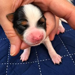 Girl 3 - female Biewer Terrier puppy in Sanford, Florida from Biewer Terriers of Florida Dawn