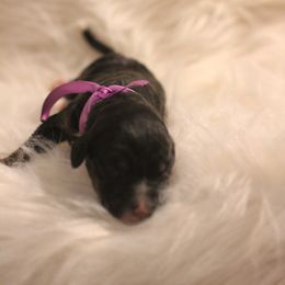 Bernedoodle, Goldendoodle, and Poodle Puppies from DN Poodles and Doodles