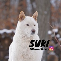 SUKI - Shiba Inu