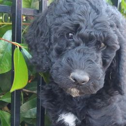Meredith - Labradoodle puppy in Atascadero, California from Classic Poodles and Doodles