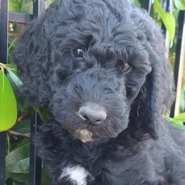 Meredith - Labradoodle puppy in Atascadero, California from Classic Poodles and Doodles