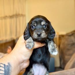 Dixie - Black and cream female Dachshund puppy in Hornbeck, Louisiana from A&Z Mini Dachshunds