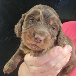 Karamazov - Chocolate and tan male Dachshund puppy in Bigfork, Minnesota from Long Ears and Long Dogs Ranch