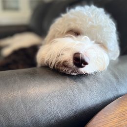 Assorted Doodle Crosses, Australian Labradoodles, Cavachons, and Cavapoos from Bark & Bramble Cavapoochons