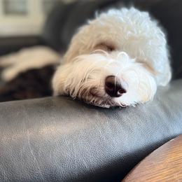Assorted Doodle Crosses, Australian Labradoodles, Cavachons, and Cavapoos from Bark & Bramble Cavapoochons