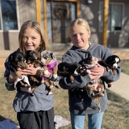 Assorted Doodle Crosses puppies from Dry Canyon Pups