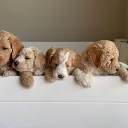 Goldendoodles from Peach Blossom Pups