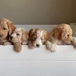 Goldendoodles from Peach Blossom Pups