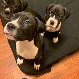 Boxer Puppies from Irish Celtic Boxer