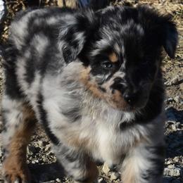 RUMI - Blue merle female Australian Shepherd puppy in Nowata, Oklahoma from 4Feathers