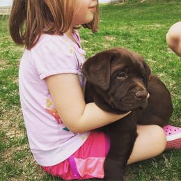 Labrador Retriever Puppies from Sioux River Retrievers