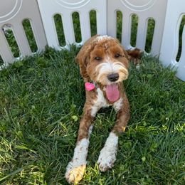 Annie Mae - Australian Labradoodle