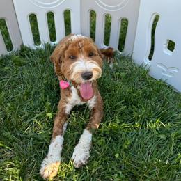 Annie Mae - Australian Labradoodle