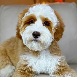 Roo - Australian Labradoodle