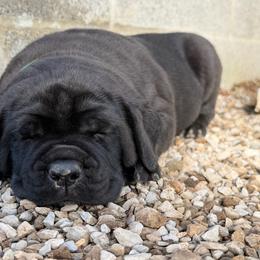 1ST pick FEMALE - female Cane Corso puppy in Crossville, Tennessee from CANE CORSO DI DROGHEDA