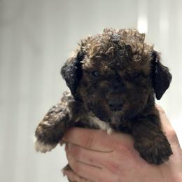 Brindle - Phantom male Bernedoodle puppy in Petersburg, Michigan from Brittany’s Mini Bernedoodles