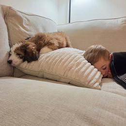 Bernedoodle Puppies from Glory Doodles