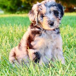 Carla - female Australian Mountain Doodle puppy in Decatur, Illinois from Signature Doodles