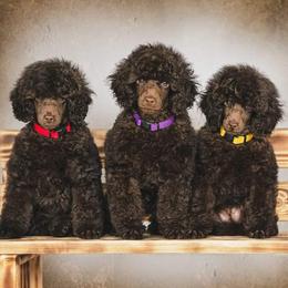 Poodle puppies from Love Chocolate Poodles