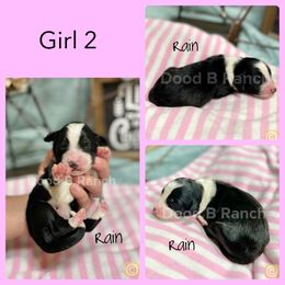Aussiedoodle and Bordoodle Puppies from Dood B Ranch Doodles