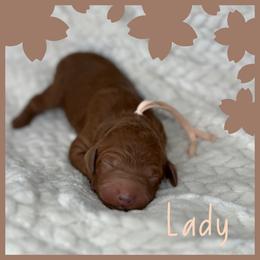 Lady - Red  female Poodle puppy in Dayton, Texas from Wolfe Island Poodles