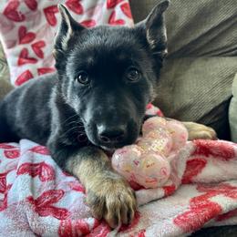 Yellow Girl - Black and tan female German Shepherd puppy in Ashland, Ohio from Peachy Puppies