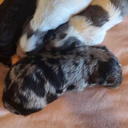 Girl 1 - Merle female Cavapoo puppy in Junction, Utah from City Creek Cavapoos