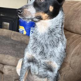 Sassy - Australian Cattle Dog