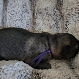 Shiloh Shepherd Puppies from SilverLiningShilohs
