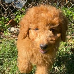 Kingsley - Red  male Goldendoodle puppy in Bentonville, Arkansas from Bentonville Doodles