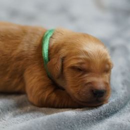 Green Boy - Dark golden male Golden Retriever puppy in Ozark, Alabama from Nomadic Reds Golden Retrievers