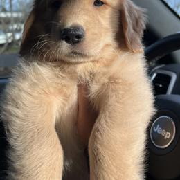 Golden Retriever Puppies from Washington Lakeside Goldens