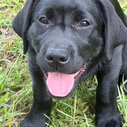 Miss Betty - Black female Labrador Retriever puppy in Myakka City, Florida from Crows Nest Labradors
