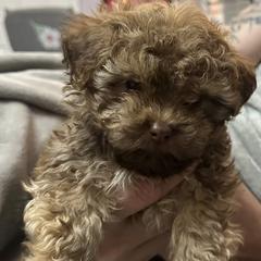 Russian Tsvetnaya Bolonka puppies from Alchemy Havanese