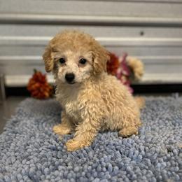 Labrador Retriever, Poodle, Shih Tzu, and Yorkshire Terrier Puppies from Silver Bells Paw Prints