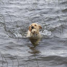 Labrador Retriever puppies from Bristol Bay Labradors