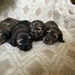Dachshund Puppies from Steadfast station, mini dachshunds