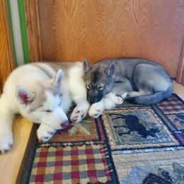 Siberian Husky Puppies from Naturez Siberians