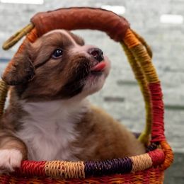 Cardigan Welsh Corgi Puppies from Rochar Cardigan Welsh Corgis
