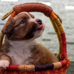 Cardigan Welsh Corgi Puppies from Rochar Cardigan Welsh Corgis