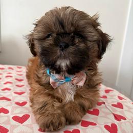 Milos - Gold and white male Shih Tzu puppy in Northridge, California from Our ShihTzu Family