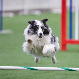 Ghost - Shetland Sheepdog