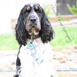 Lulu - English Springer Spaniel