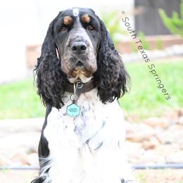 Lulu - English Springer Spaniel