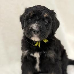Mr. Limeade - Phantom male Bernedoodle puppy in Hegins, Pennsylvania from Bubbling Springs Doodles, LLC