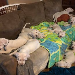 Dogo Argentino and Greyhound Puppies from Wayward Dogos and Hounds