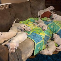 Dogo Argentino and Greyhound Puppies from Wayward Dogos and Hounds