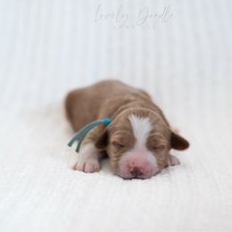 Aqua Collar Girl - Caramel female Australian Labradoodle puppy in Thousand Oaks, California from Lovely Doodle Lane