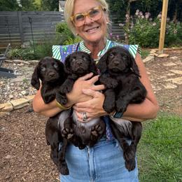 Little Boy 5 - Dark brown male Boykin Spaniel puppy in Bowling Green, Kentucky from Drakes Creek Boykins LLC